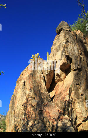 Saguaro-Kaktus in der Wüste in der Region von Sabino Canyon in Tucson, Arizona Stockfoto