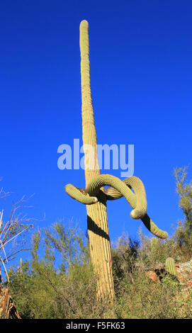 Saguaro-Kaktus in der Wüste in der Region von Sabino Canyon in Tucson, Arizona Stockfoto