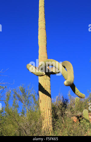 Saguaro-Kaktus in der Wüste in der Region von Sabino Canyon in Tucson, Arizona Stockfoto