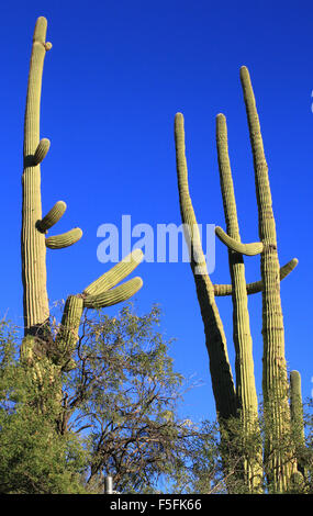 Saguaro-Kaktus in der Wüste in der Region von Sabino Canyon in Tucson, Arizona Stockfoto