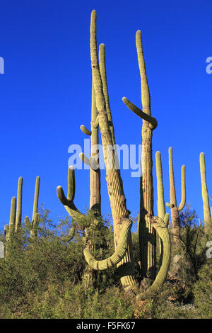 Saguaro-Kaktus in der Wüste in der Region von Sabino Canyon in Tucson, Arizona Stockfoto