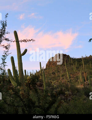 Saguaro-Kaktus in der Wüste in der Region von Sabino Canyon in Tucson, Arizona Stockfoto