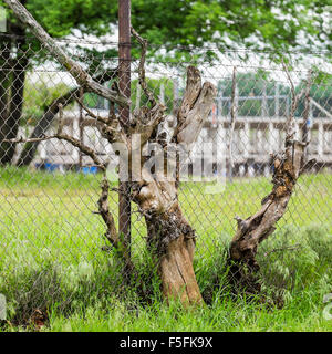 Eine alte toter Baum, der durch einen Maschendrahtzaun in Oklahoma City, Oklahoma, USA gewachsen ist. Stockfoto