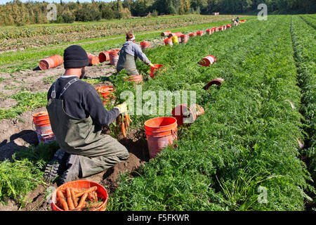 Feldarbeiter ernten Karotten 'Caucus carota'. . Stockfoto