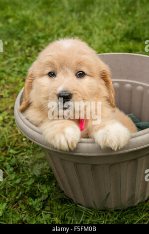 Niedliche sieben Wochen Goldendoodle Welpen sitzen in einem leeren Plastikblumentopf in Issaquah, Washington, USA Stockfoto