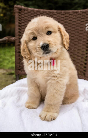 Niedliche sieben Wochen Goldendoodle Welpen sitzen auf einem weißen Tuch auf einem Stuhl in Issaquah, Washington, USA Stockfoto
