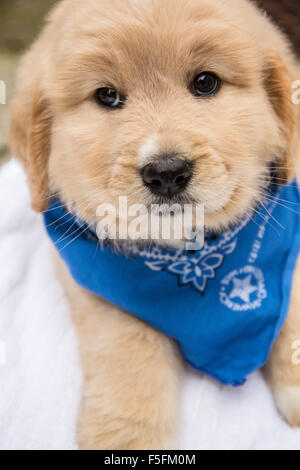 Niedliche sieben Wochen Goldendoodle Welpen tragen ein blaues Halstuch in Issaquah, Washington, USA Stockfoto