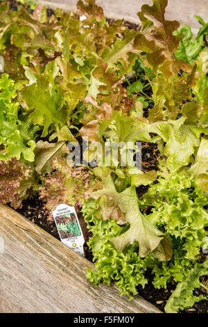 Gourmet-Salat mischen Salat wächst in einem Hochbeet-Garten in Issaquah, Washington, USA Stockfoto