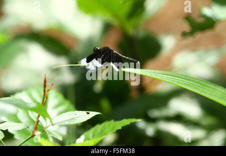 Schwarz / weiß-Libelle Stockfoto