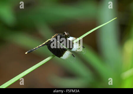 Schwarz / weiß-Libelle Stockfoto