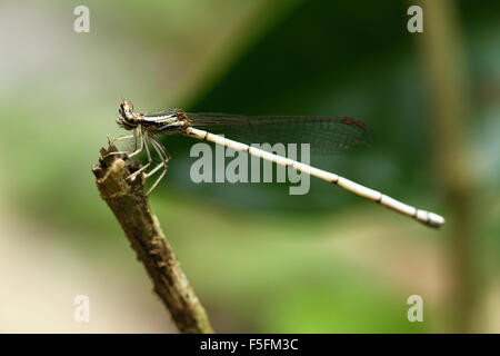 Damselfly. Stockfoto