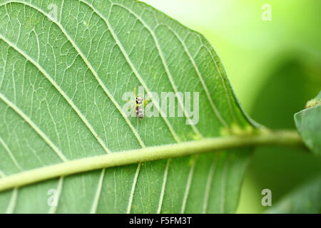 Spinne sitzt auf dem Blatt Stockfoto