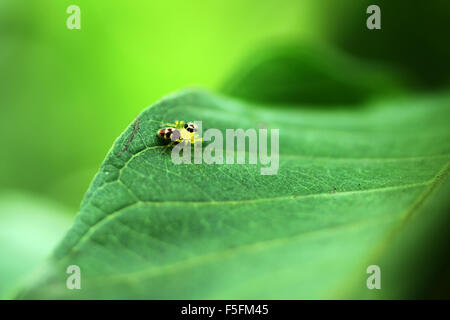 Spinne sitzt auf dem Blatt Stockfoto