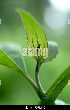 Spinne sitzt unter dem Blatt Stockfoto