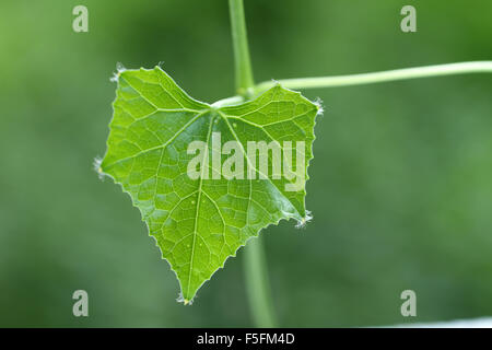 Ein Blatt Schlange Kürbis Pflanze Stockfoto