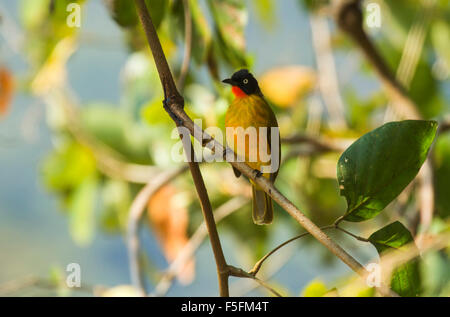 Schwarz-crested Bulbul Pycnonotus melanicterus Stockfoto