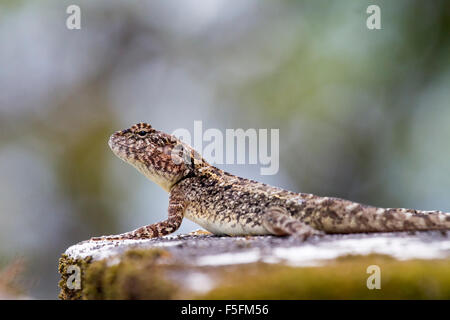 Indian Garden Lizard (Calotes versicolor) Stockfoto