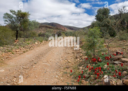 Schmale outback Track mit leuchtend roten Blüten Sturts Wüste Erbse, Swainsona Formosa wächst in steinigen Landschaft der Flinders Ranges in South Australia Stockfoto