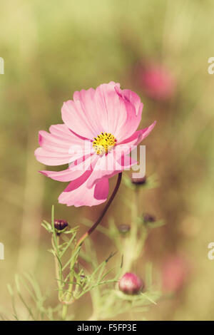 Pastell rosa Cosmos Blume auf natürlichen grünen Hintergrund Stockfoto