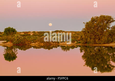 Full Moon rising rosa & lila Himmel bei Sonnenuntergang über ruhig rosa Wasser Pool im Montecollina artesischen Bohrung im Outback Australien Stockfoto