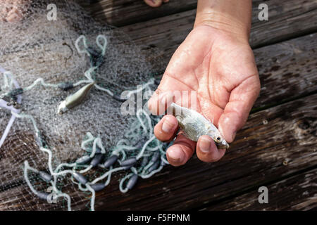 Florida Port Salerno, St. Saint Lucie River Water, Twin River Waters Park, Gießen Netz, gefangen, Köder Fisch, Besucher reisen Reise touristischer Tourismus la Stockfoto