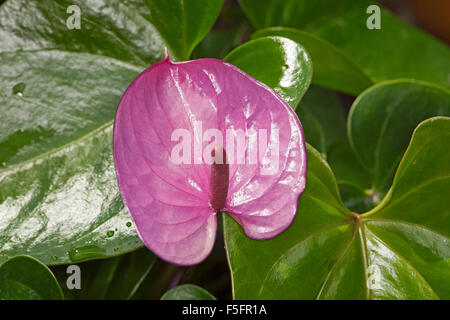 Ungewöhnliche lila / rosa Spatha, Spadix & glänzend Smaragdgrün verlässt der Flamingo-Blume, Anthurium "Cavalli", indoor-Anlage Stockfoto