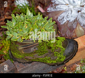 Faucaria Tigrina, "Tiger Kiefer", grüne saftige Pflanze wächst in ungewöhnlichen Container - recycelt alte Lederstiefel mit smaragdgrünen Moos bedeckt Stockfoto