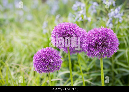 Allium "Pinball Wizard" einen englischen Garten wachsen. Stockfoto
