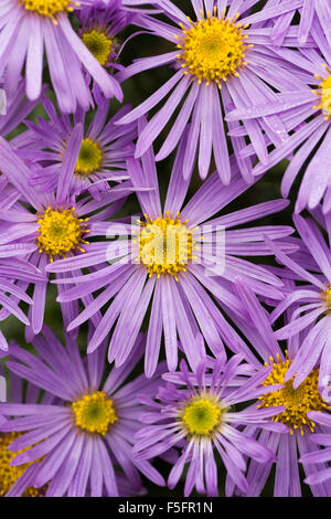 Aster Amellus "King George" in eine krautige Grenze. Stockfoto