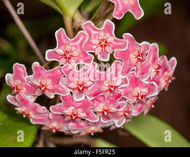 Große Ansammlung von spektakulären tief rosa / rot duftenden Blumen eingefasst mit weißen von Hoya "Royal Hawaiian", Kletterpflanze Stockfoto