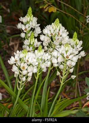 Cluster von weißen Blüten und smaragdgrüne Blätter der Ornithogalum Dubium, Star of Bethlehem, Zwiebelgewächs auf dunklem Hintergrund Stockfoto