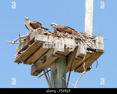 Paar Brahminy Drachen, Red-backed Seeadler Nest Holz & klebt auf Strommast gegen blauen Himmel in Australien Stockfoto