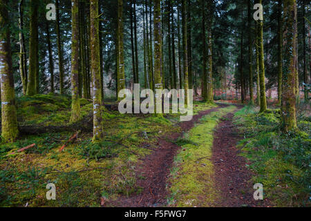 Feldweg gehen durch einen mysteriösen dunklen Pinienwald mit üppigen grünen Moos über die Baumstämme. Stockfoto