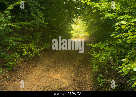 Verträumte Waldweg auf eine magische Reise durch den Wald einlädt. Stockfoto