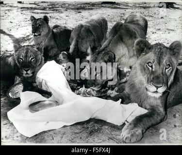 1972 - die Löwin mit A Sharf posieren für ein Picknick: Joanna Cox war ganz eingestellt, für ein angenehme Picknick bei Ashtons Löwenpark, Brisbane, Australien. Huhn, hat mit Radieschen, natürlich). Die kam Liz die Lizenzen, hat ziemlich für so etwas scharf. Sie konnte sehen, es gab viel Platz für zwei - und machte einen ziemlich offensichtlichen Hinweis durch das Angebot von Joanna eines Teller geladen werden. Joanna versuchten ihr Glück beim Gängelei, aber Liz entschieden, gab es eigentlich nur genug für ein, nachdem alle - und übernahm das ganze Picknick. Aber wenn Sie auf eine gute Sache sind, finden Sie immer eine Packung von Parasiten herum. Stockfoto