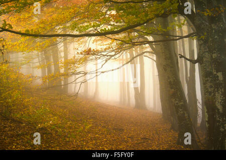 Verträumte herbstlicher Waldweg lädt Sie auf eine magische Reise durch den Wald. Stockfoto