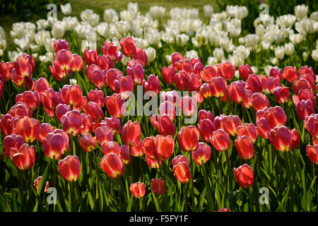 Vibrantly farbigen Tulpen im Sonnenlicht an einem klaren Frühling Tag. Stockfoto