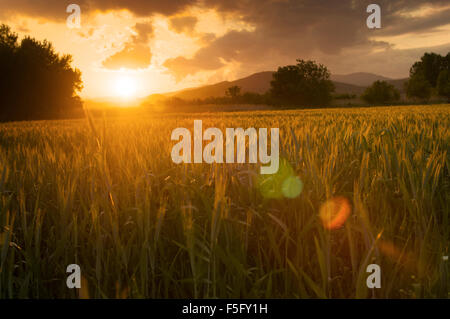 Goldener Sonnenuntergang über Felder der Gerste. Stockfoto