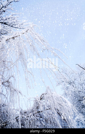 Ansicht von unten auf die hängenden Weidenzweigen auf Eis im Schnee. Winter Hintergrund. Stockfoto
