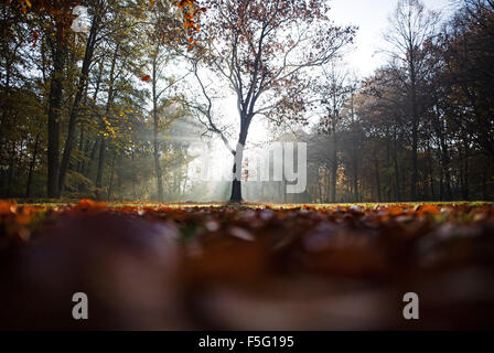 Berlin, Deutschland. 4. November 2015. Strahlen der Morgensonne glänzen durch den Nebel im Tiergarten in Berlin, Deutschland, 4. November 2015. Foto: LUKAS SCHULZE/Dpa/Alamy Live News Stockfoto