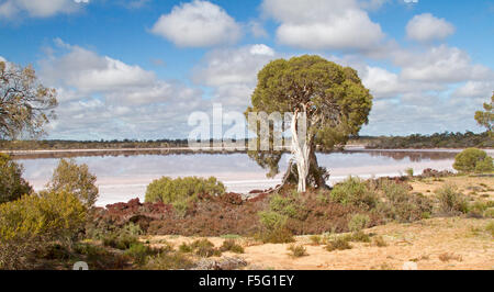 Panoramablick auf See Crozier mit ungewöhnlichen rosa Färbung des ruhigen Wassers unter blauem Himmel, Murray-Sunset National Park Outback Victoria Australien Stockfoto