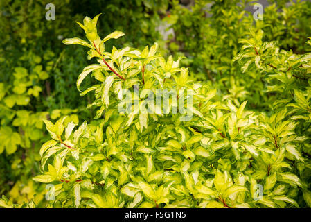 Bunte Forsythien zeigen Laub, das interessant ist, lange nach Blumen gegangen Stockfoto