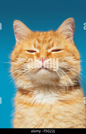 Rote Katze auf einem Hintergrund des blauen Himmels, Nahaufnahme Stockfoto