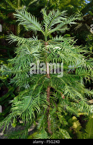 Wollemi Pine - Wollemia Nobilis alten Baumarten aus Wollemi Nationalpark in New South Wales, Australien Stockfoto