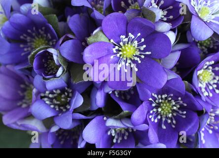 Frühling Blumen - lila Leberblümchen Bouquet. Closeup Stockfoto