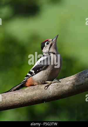 Juvenile Buntspecht; Dendrocopos major, thront auf Zweig im Garten in Lancashire, UK Stockfoto