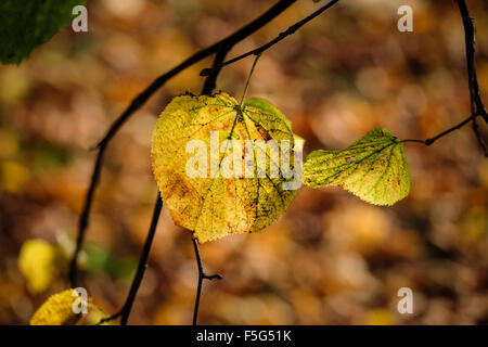 Sonne durch Herbstblatt auf Ast Stockfoto