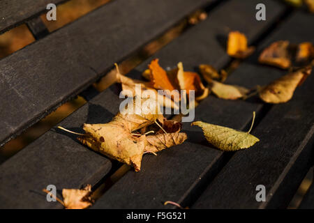Laub im Herbst auf einer Parkbank Stockfoto