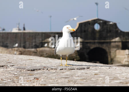 Möwe (gelb-legged Möve) stehen an einer Wand in der Skala du Port in Essaouira, Marokko Stockfoto