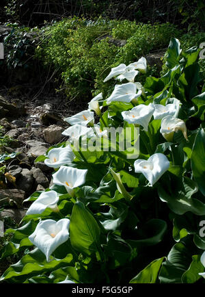 Arum Lilies (Zantedechia Aethiopica) Stockfoto